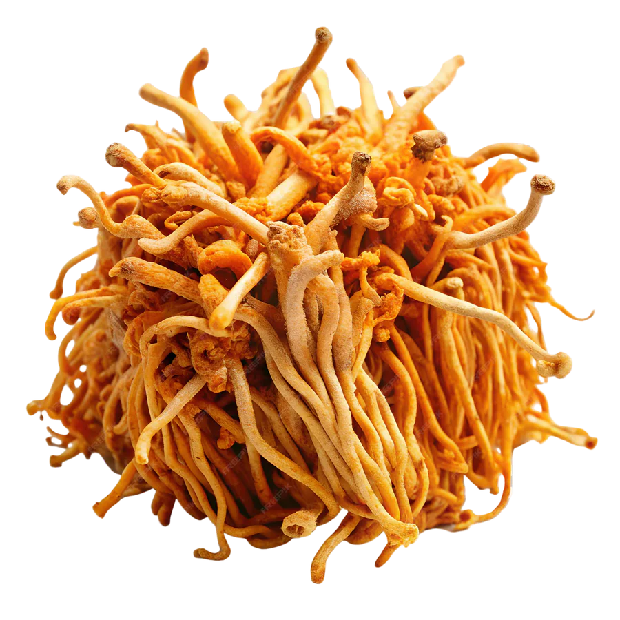 Cordyceps (Extract 10:1)