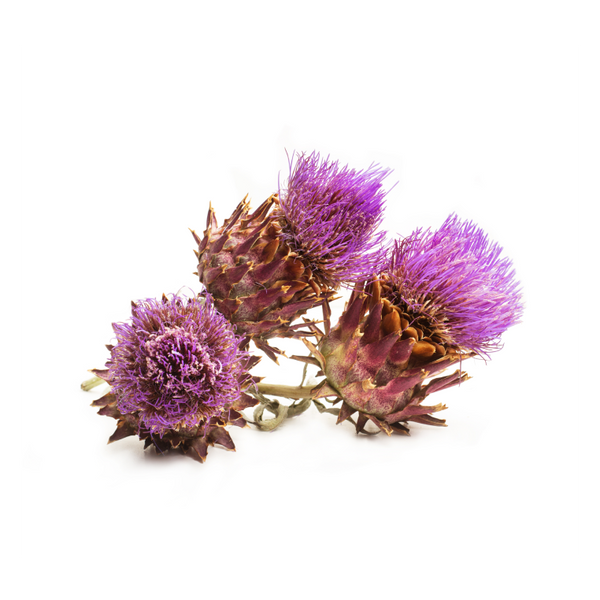 Milk thistle extract 10:1